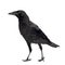 Young Carrion Crow - Corvus corone (3 months)