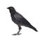 Young Carrion Crow - Corvus corone (3 months)