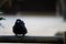 A young carrion crow Corvus corone ruffling on a wooden balcony rail