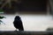 A young carrion crow Corvus corone on a wooden balcony rail