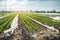 Young carrot grow in small greenhouses under plastic film on the field. Seedlings. Organic vegetable plantations. Farming.