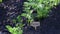 A young carrot plant seedling, sunlit in close up, growing outdoors in an garden.