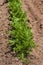 Young Carrot Plants