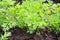 .Young carrot tops, growing vegetables in the open ground on fertile soil