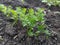 Young carrots sprouts in the sun shine in garden. Vegetable garden.