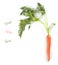 Young carrots with tops of vegetable on white background with te