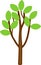 Young cartoon deciduous tree with branched crown and green leaves on branches