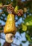 Young Cashew nuts on tree