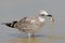 The young Caspian seagull