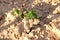 Young cassava cultivation plant in farmland.