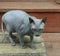 Young cat breed Sphinx gray color