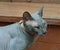 Young cat breed Sphinx gray color