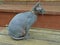Young cat breed Sphinx gray color photo in profile