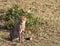 Young cat cheetah near tree. Masai Mara, Kenya