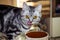 Young cat eating from a bowl sitting on a glass table.