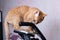 Young cat with exercise bike at home