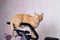 Young cat with exercise bike at home