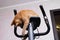 Young cat with exercise bike at home