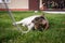 Young cat with green eyes and a colored head tries to bite the string he has wrapped around his paws. Playing with domestic cat.