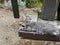 A young cat in a grey stripe lies on a wooden bench in a city Park on a Sunny summer day. Pets in urban environments.