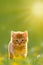 Young cat jumps over a meadow Back Lit