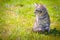 Young cat kitten on green meadow. little striped kitten lies on green grass. Scared animal. Ticks and fleas in green grass. Danger