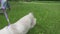 Young cat, kitten, Siam oriental group, Mekong bobtail walks in a grass on the street on a breast-band