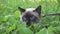 Young cat, kitten, Siam oriental group, Mekong bobtail walks on a lead in a green grass