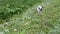 Young cat, kitten, Siam oriental group, Mekong bobtail walks on a lead in a green grass