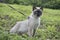 Young cat, kitten  Siamese type ,Mekong bobtail walks in a grass