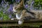 Young cat is lying on a wooden plank in the garden and enjoying the warmth of the sun