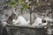 Young cat, not a kitten anymore, sleeping in a planter illustrating peace, rest and tranquility. Muted creative edit