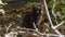 Young cat outdoors closeup footage