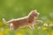 Young cat plays with dandelion in Back light green meadow