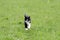 young cat running on a green juicy meadow