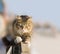 Young cat sharpening its claws on the fence