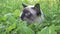 young cat,Siamese type walks in a grass