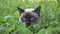 Young cat,Siamese type  walks in a grass