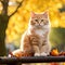 A young cat sitting on a park bench in autumn