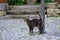 young cat of tabby color nestled against metal pole, concept of survival of maintenance of four-legged pets, abandoned animals in