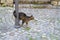 young cat of whiskas color nestled against metal pole, concept of survival of maintenance of four-legged pets, abandoned animals