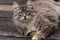 Young cat on wooden floor