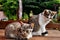 Young cats sitting on a table