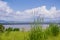 Young cattail plants growing in Bedwell Bayfront Park, Dumbarton bridge in the background, Menlo Park, San Francisco bay area,