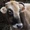 Young cattle with a beautiful muzzle