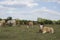 A young cattle calf is resting in the meadow with cows grazing in the background. Keeping cattle outdoors.