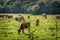 Young cattle eating grass on a field in Denmark