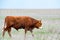 Young cattle on green meadow