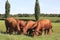 Young cattle group