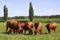 Young cattle group